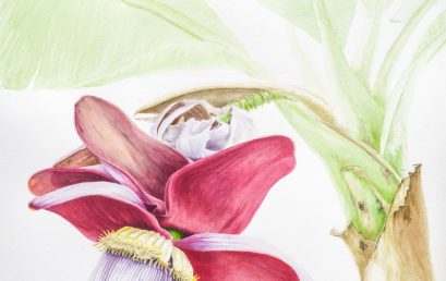 Curso Ilustración botánica: conocer las plantas a través del arte