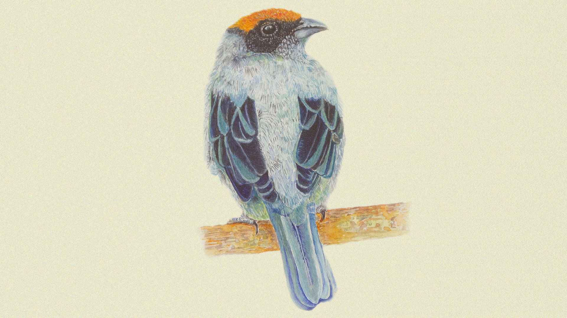 La Guía ilustrada de las aves de la Universidad de los Andes premiada por Andigraf