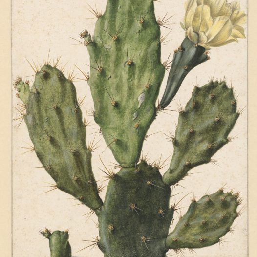 Acuarela