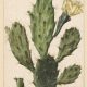 Crédito de la imagen: Herman Saftleven, Pear Cactus in Bloom, 1683-09-20