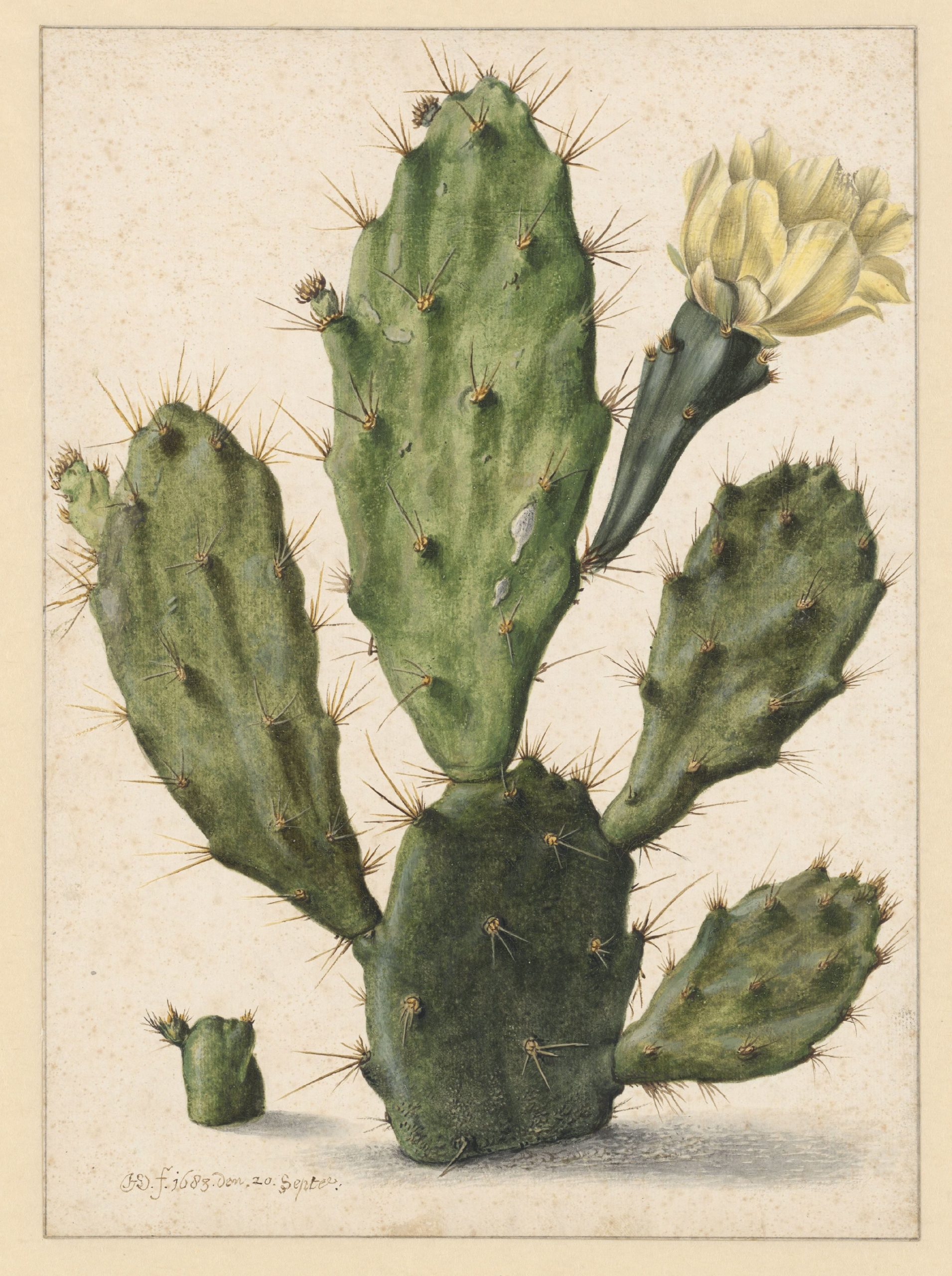 Crédito de la imagen: Herman Saftleven, Pear Cactus in Bloom, 1683-09-20